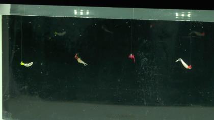 Berkley's POWERFUL PowerBait Panfish Profiles