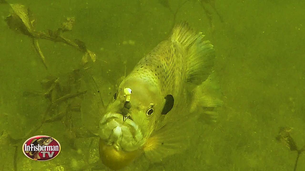 Brown Down Bluegills