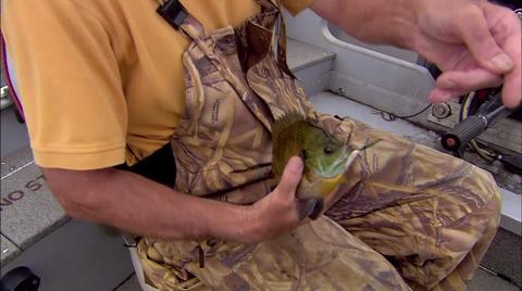 Awesome Spoon Bluegill System