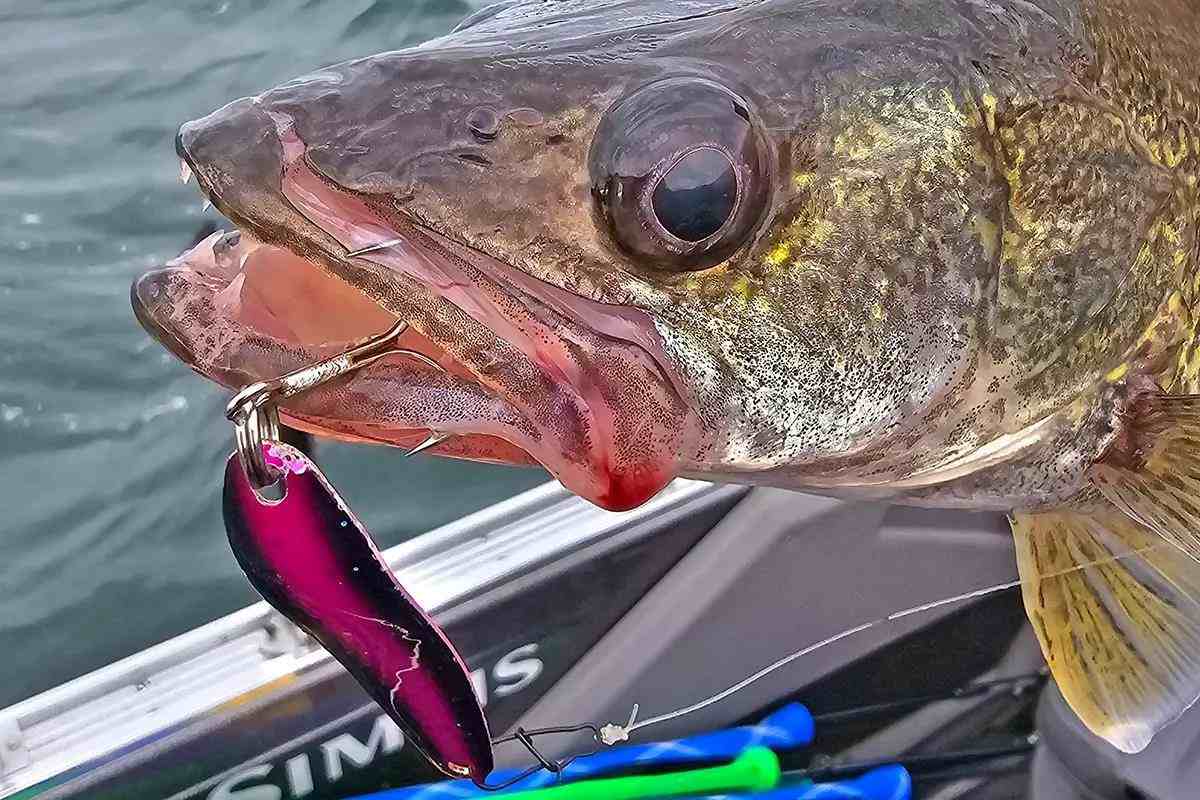 02-5-summer-walleye-silver-streak