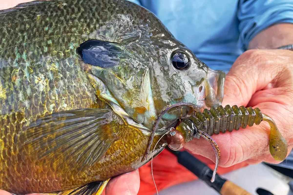 02-summer-sunfish-support