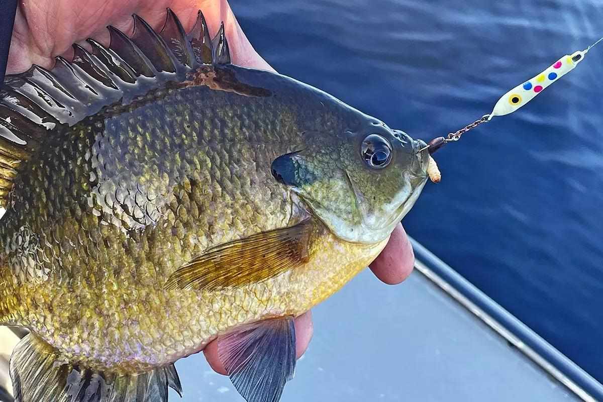 03-summer-sunfish-support-2