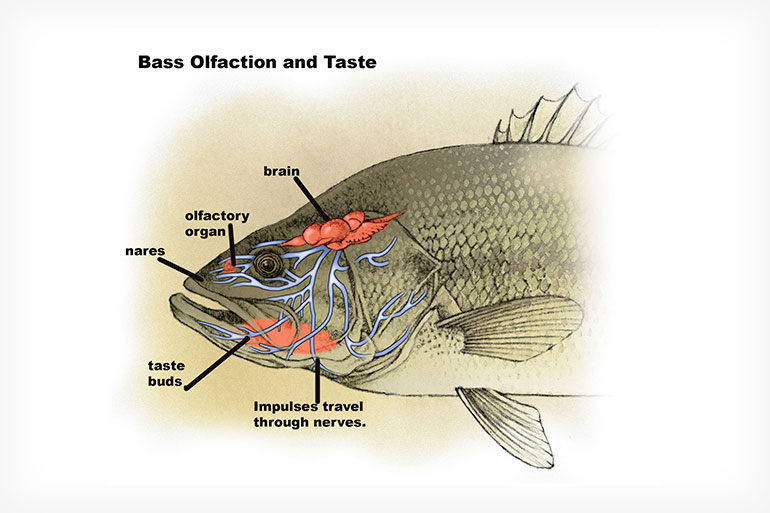//content.osgnetworks.tv/infisherman/content/photos/Bass-Senses-Illustration.jpg