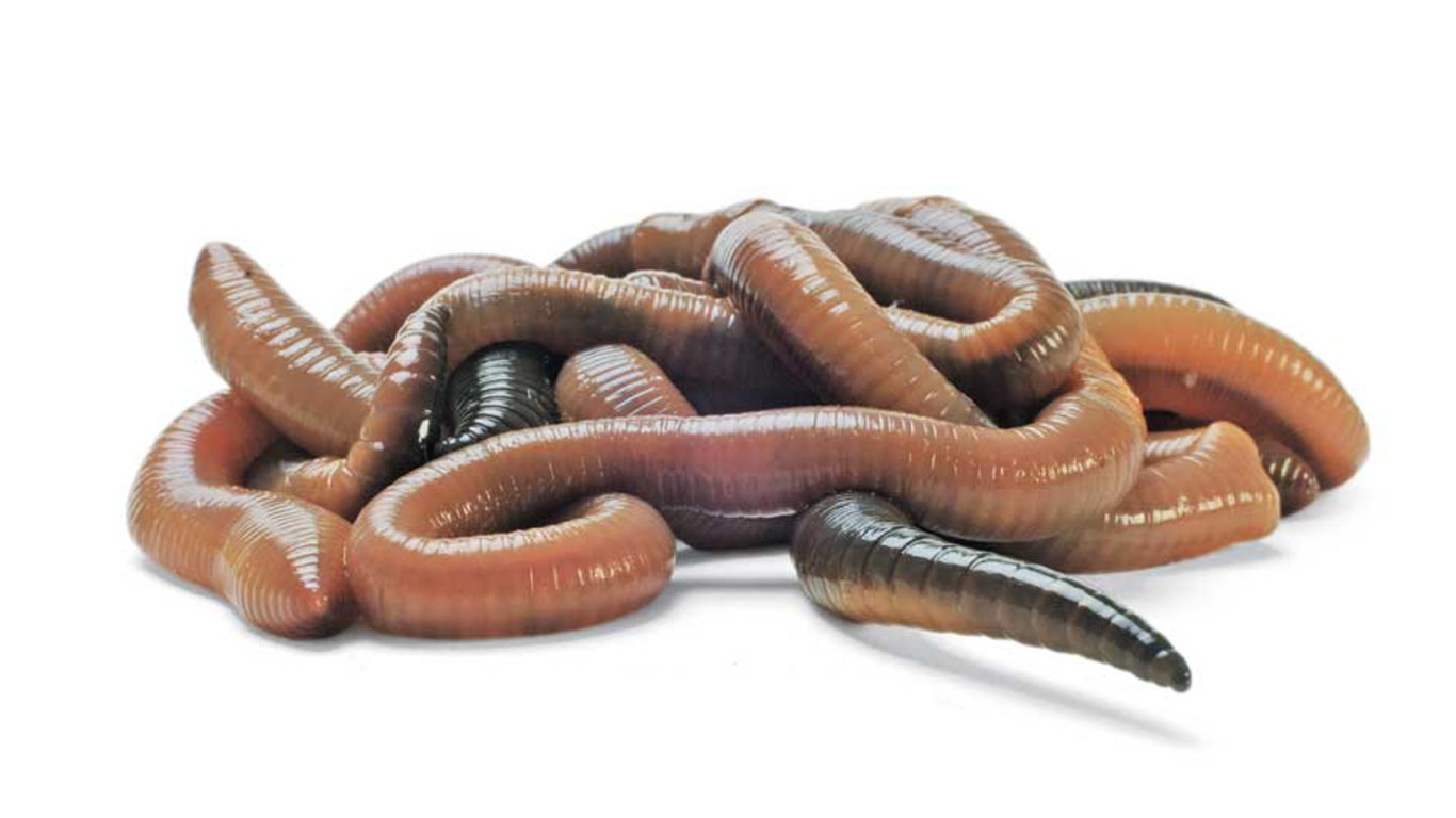 A pile of nightcrawlers