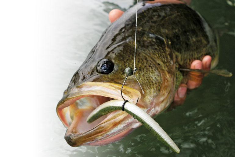 Effects of Softbait Ingestion on Bass
